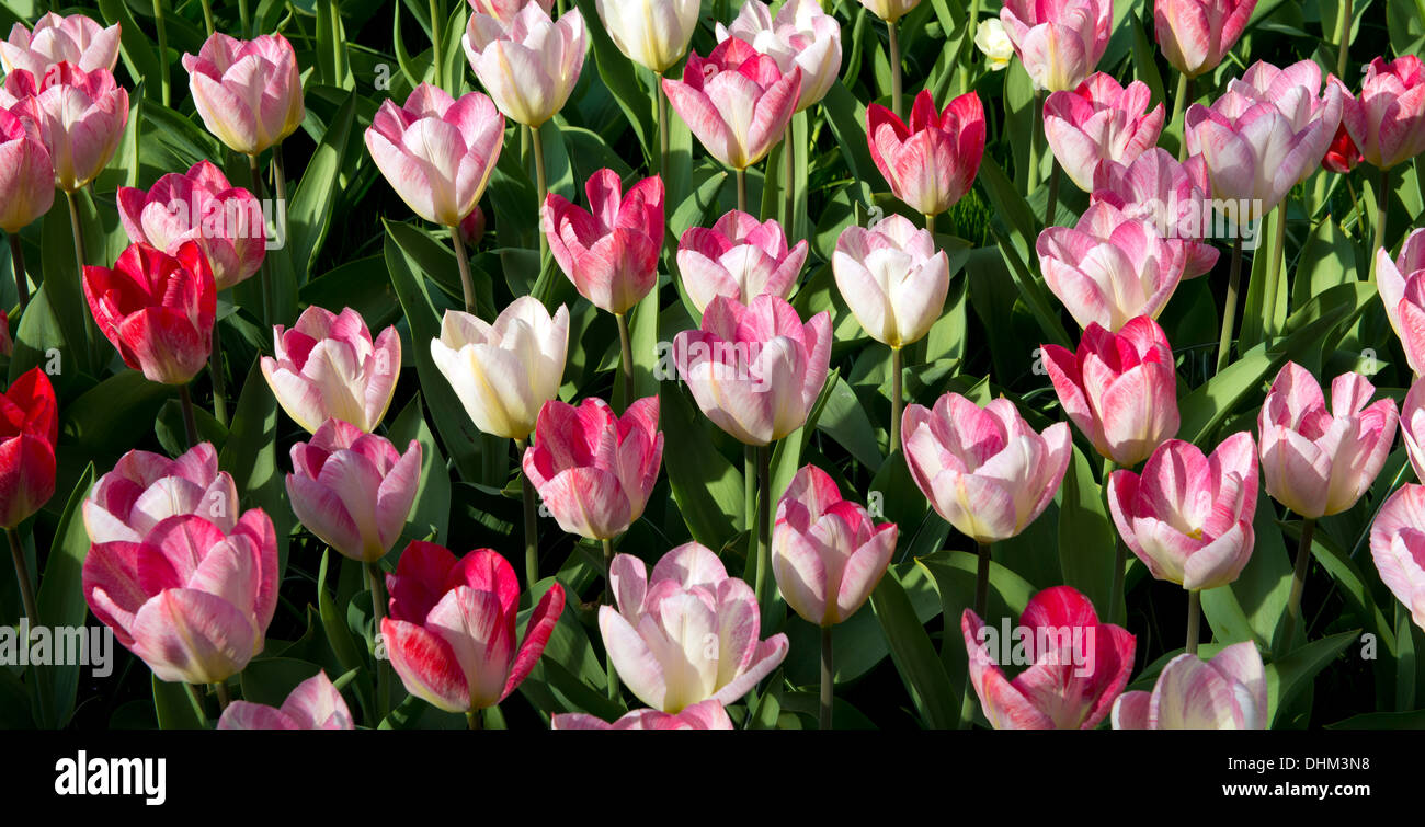 field of tulips in the netherlands, keukenhof gardens lisse 2013 Stock Photo