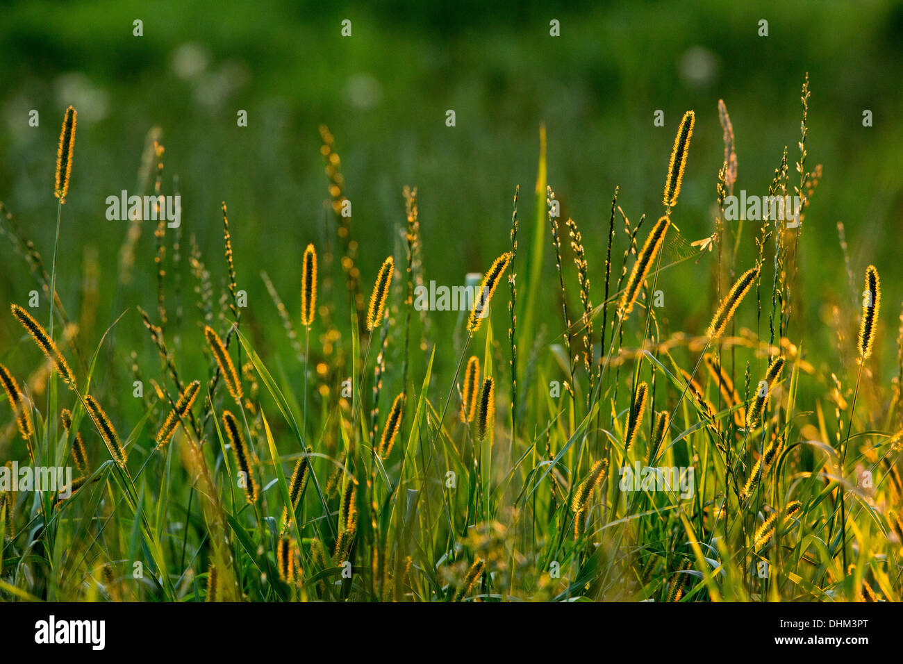 Backlit meadow foxtail Stock Photo