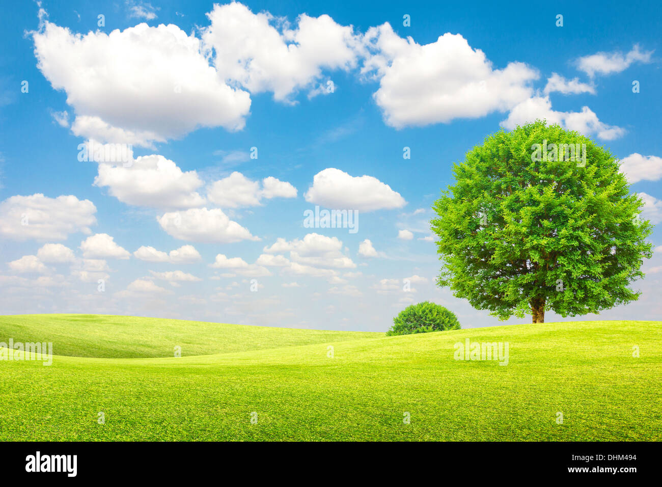 Green field and tree with blue sky and clouds Stock Photo - Alamy