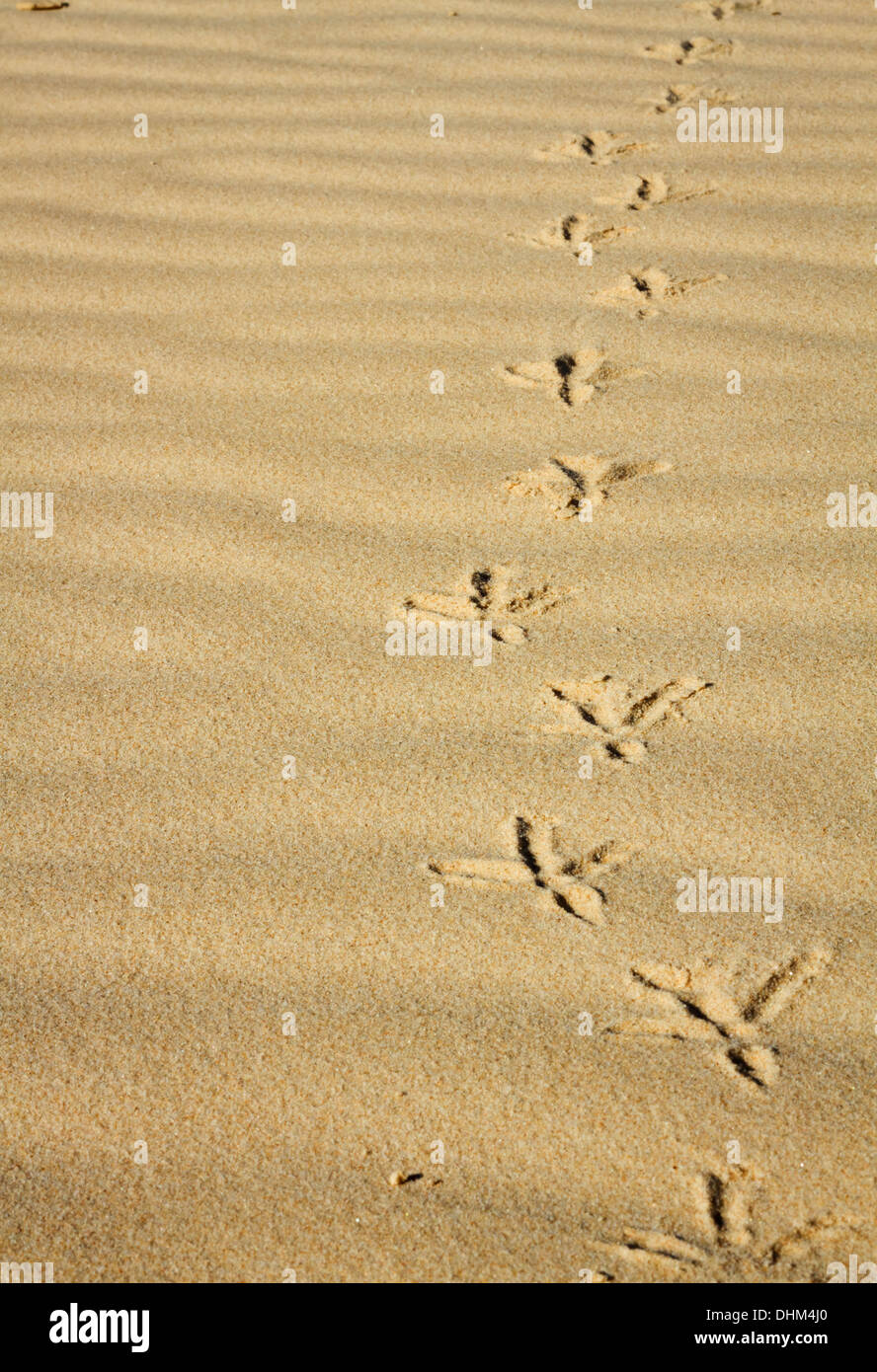 footprints in the sand of a bird Stock Photo Alamy