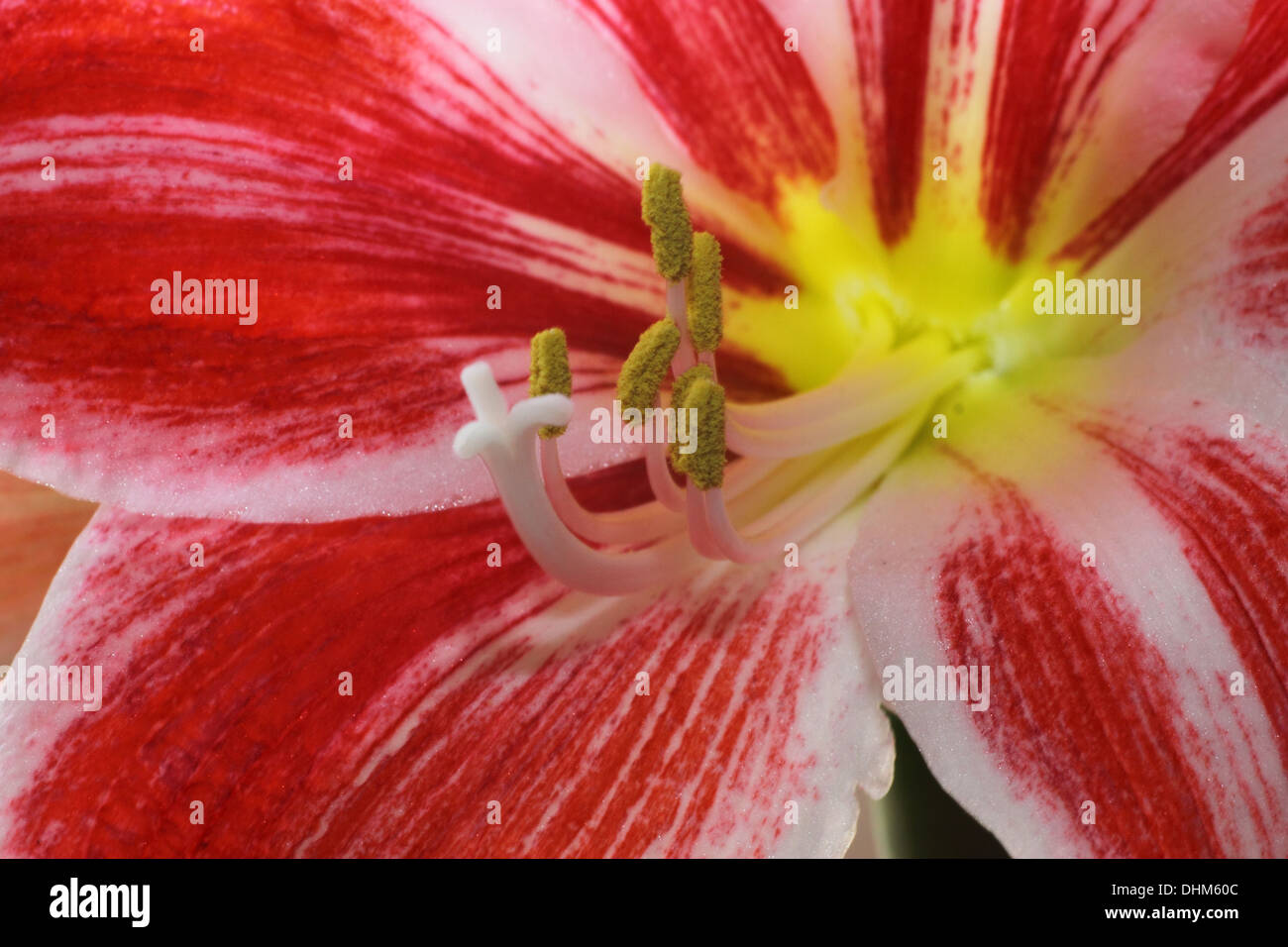 Flowering Amaryllis one Stock Photo