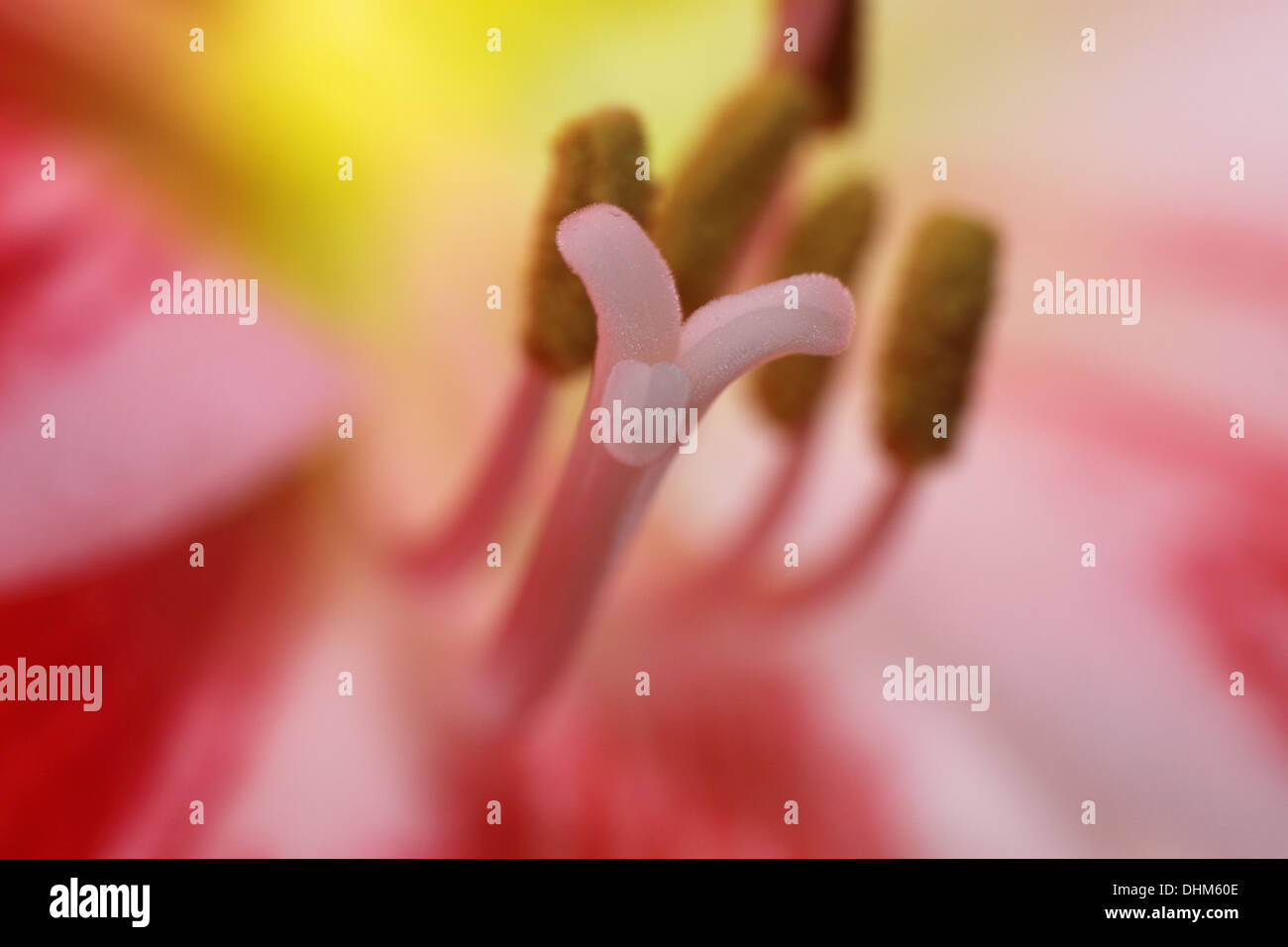 Anthers of an amaryllis Stock Photo