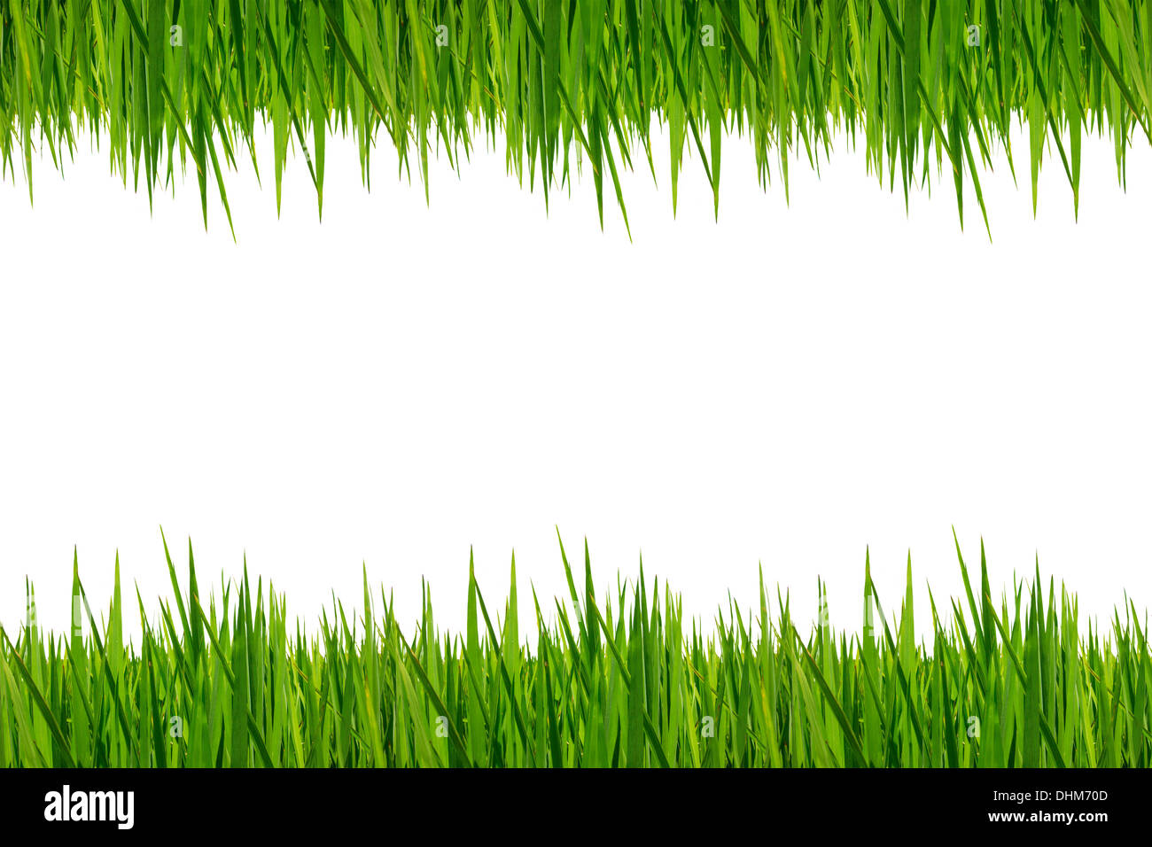 Fresh green grass isolated on white background Stock Photo - Alamy