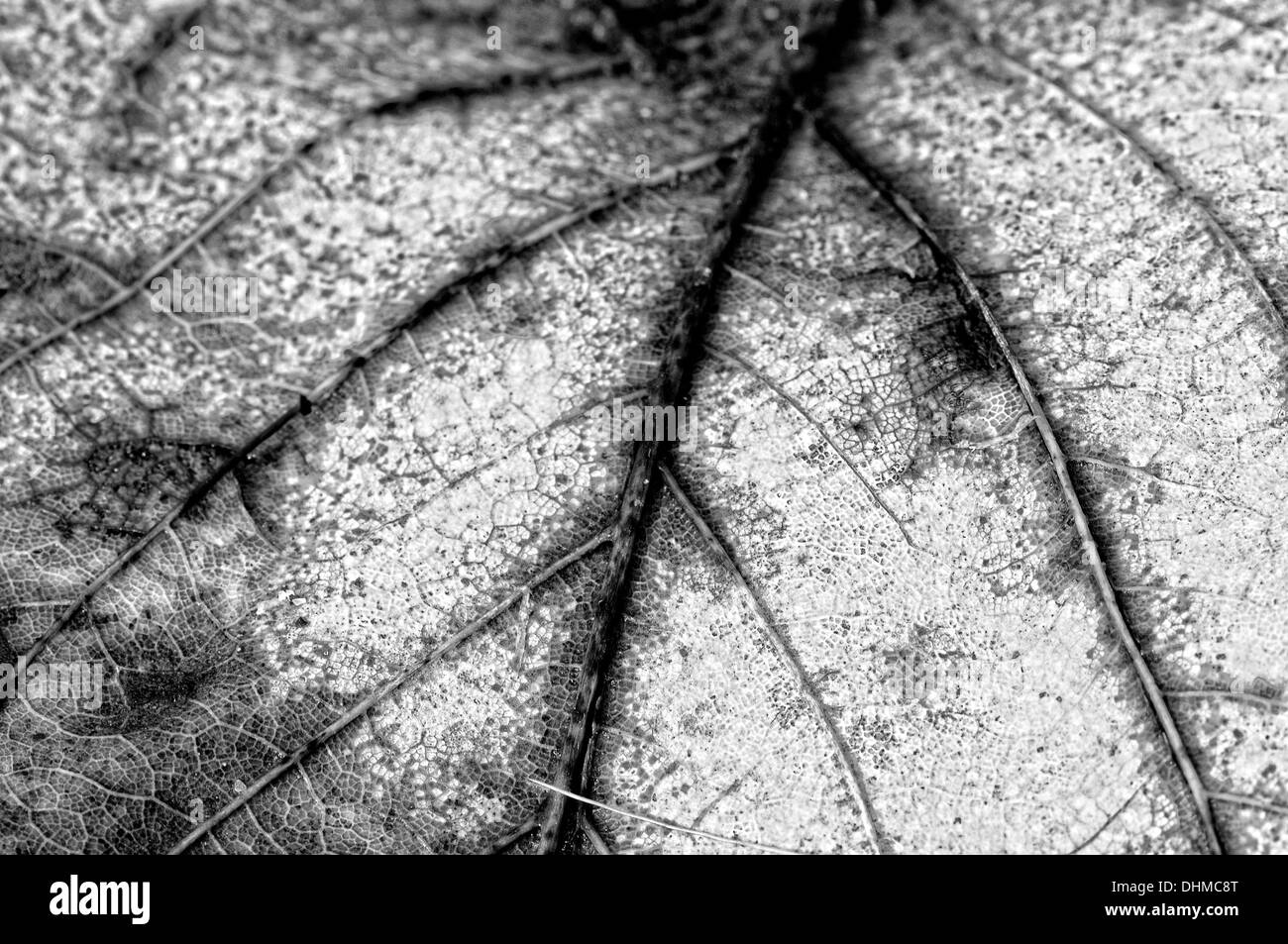 natural cycle black and white Stock Photo - Alamy