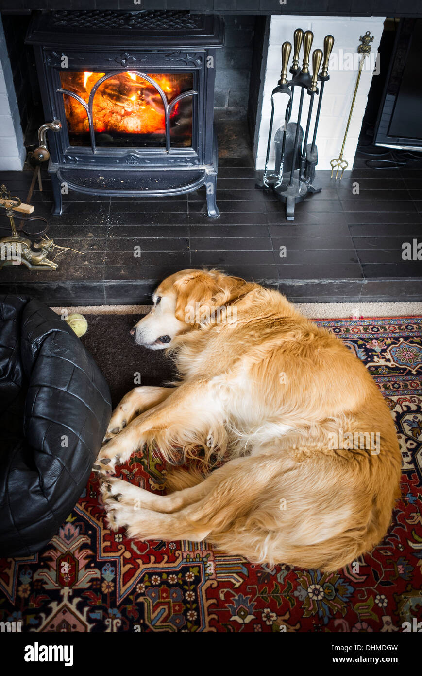 Can Dogs Eat Burnt Wood