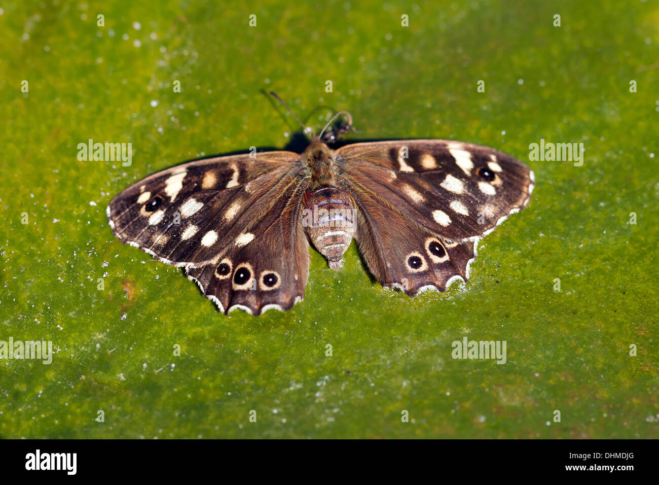 Macro image of a Speckled wood butterfly (Pararge aegeria). Stock Photo