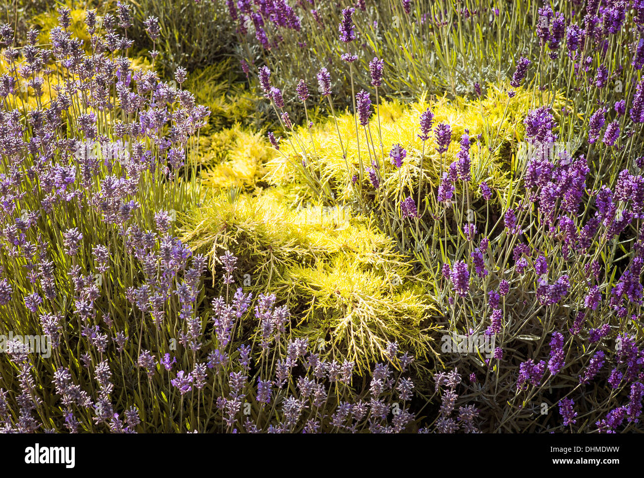 Lavender and golden conifer bed of flowers in an English garden Stock Photo