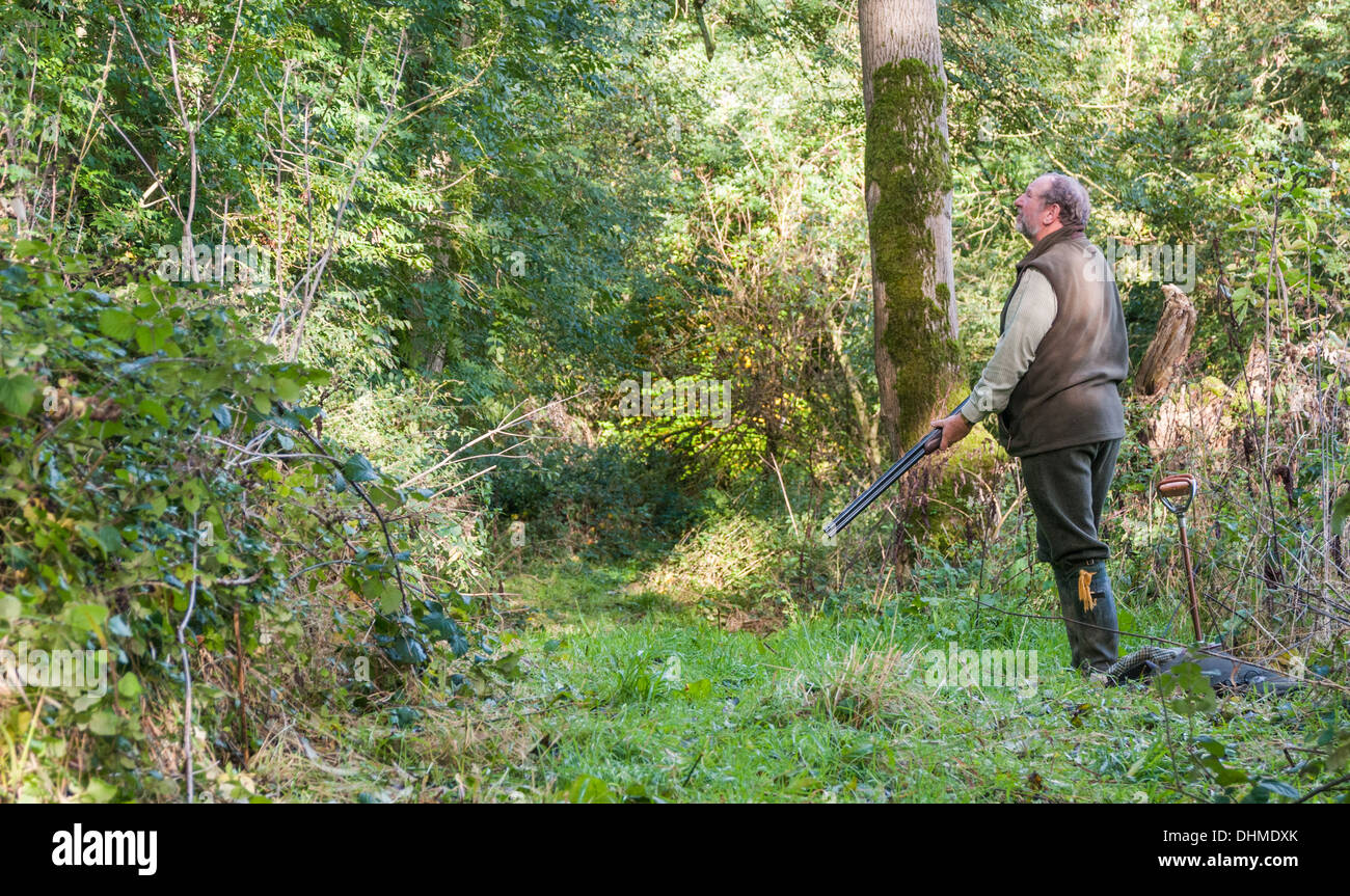 Man with a shotgun stood in a wood at the start of a pheasant shoot in England Stock Photo