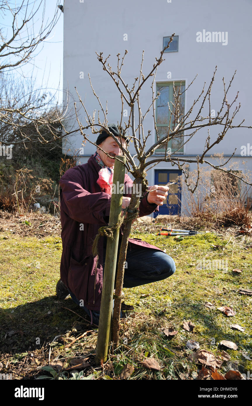 Thinning black currants Stock Photo