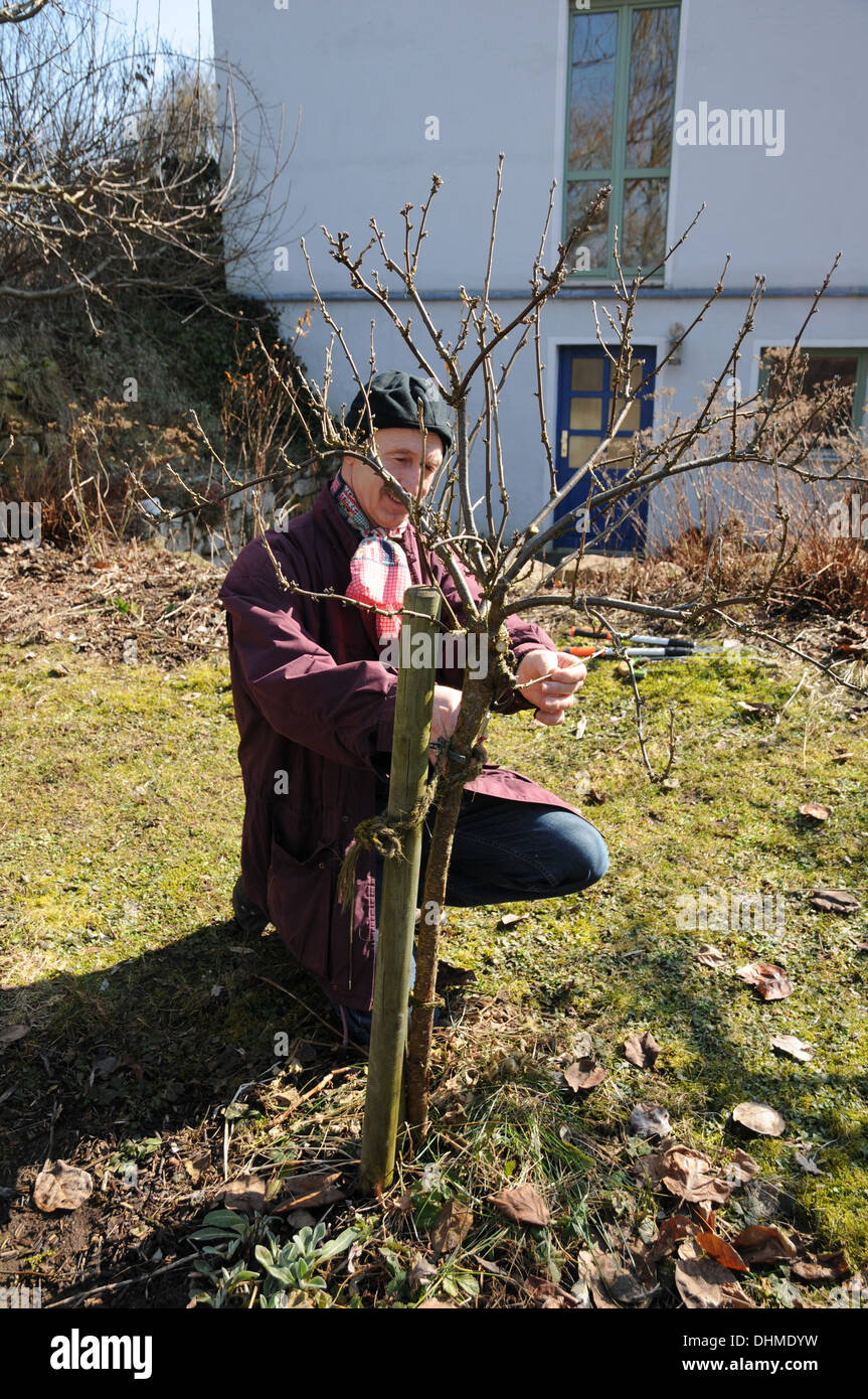 Thinning black currants Stock Photo