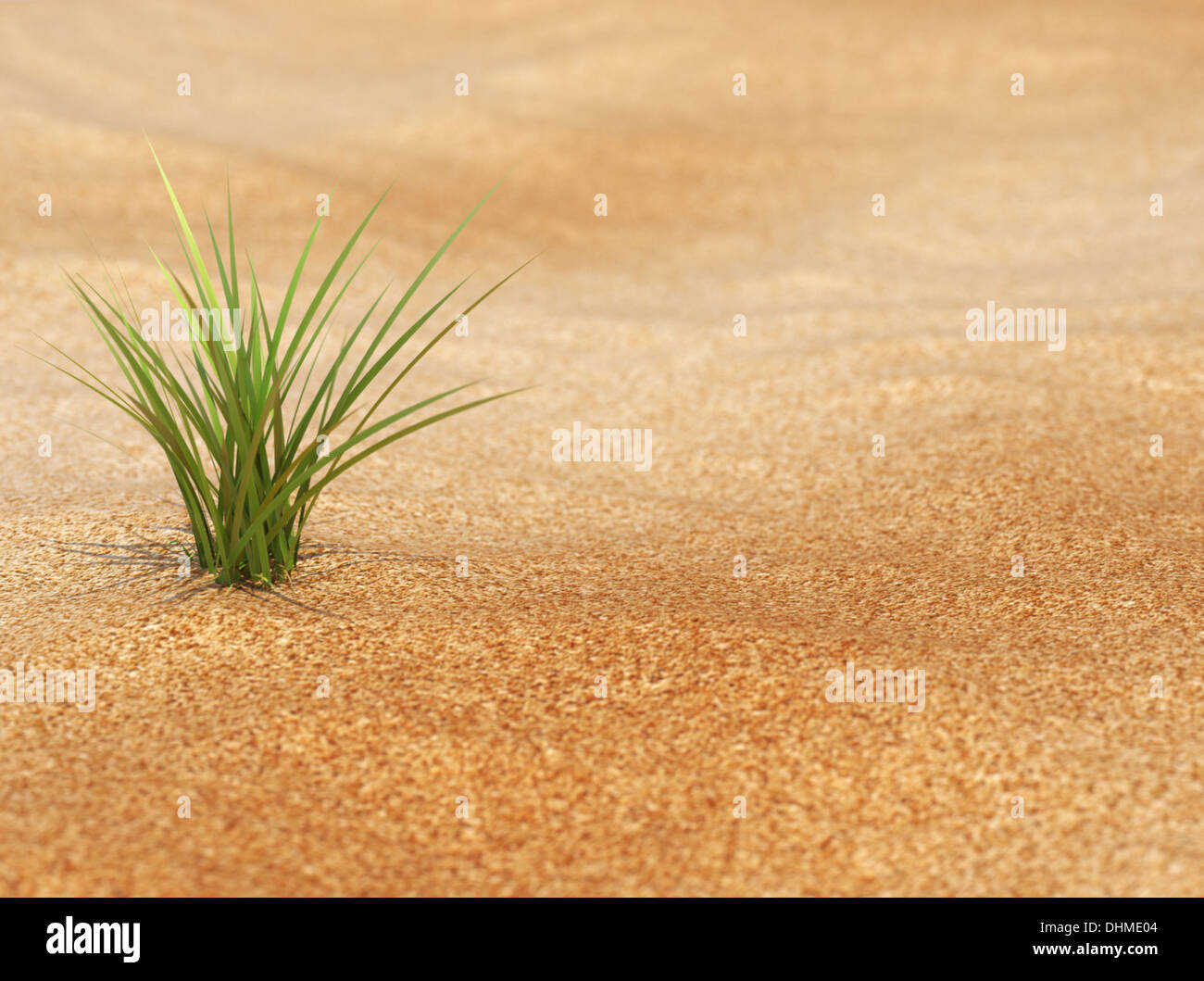Neues Leben  - Pflanze in Wüste Stock Photo