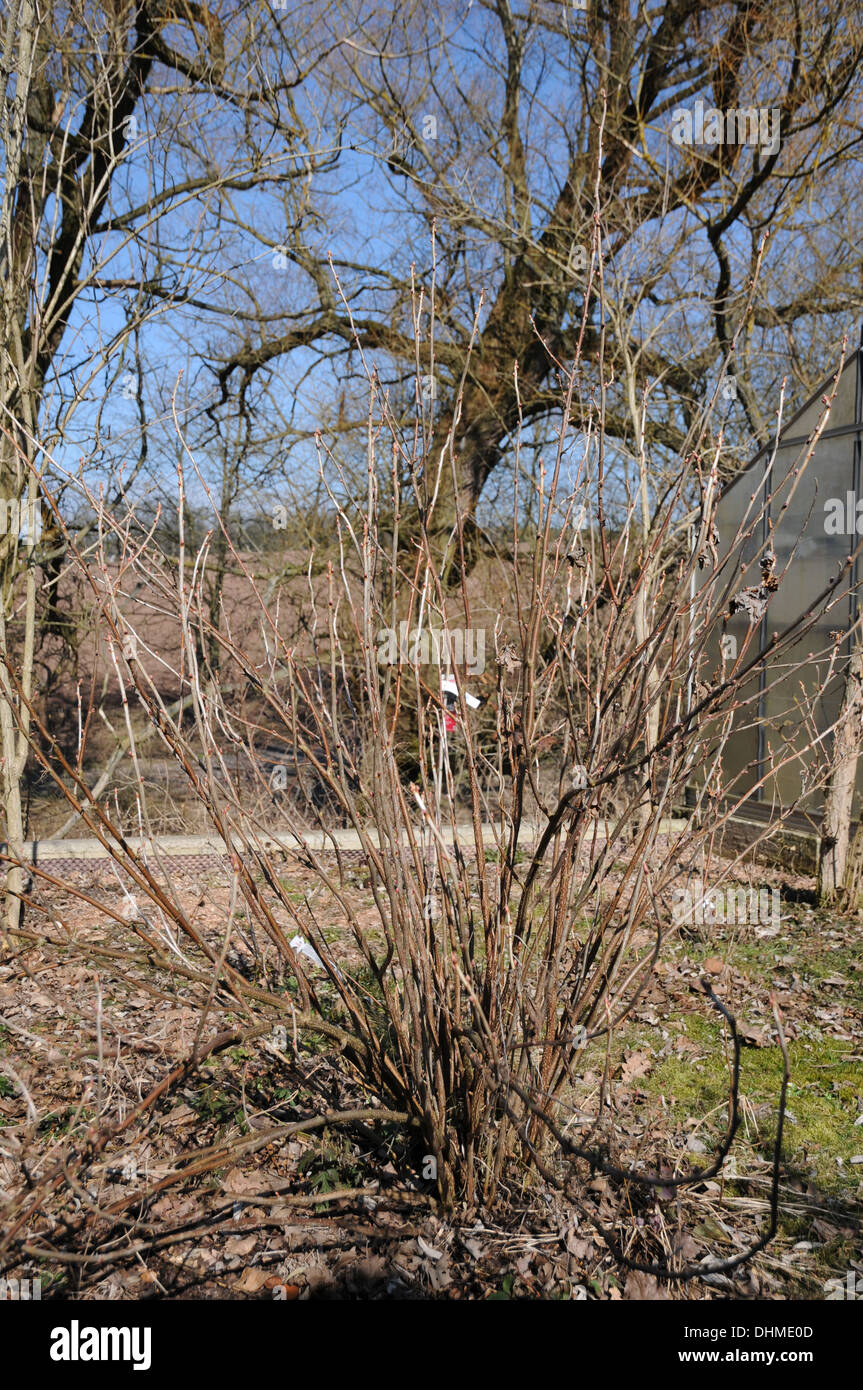 Thinning red currants Stock Photo