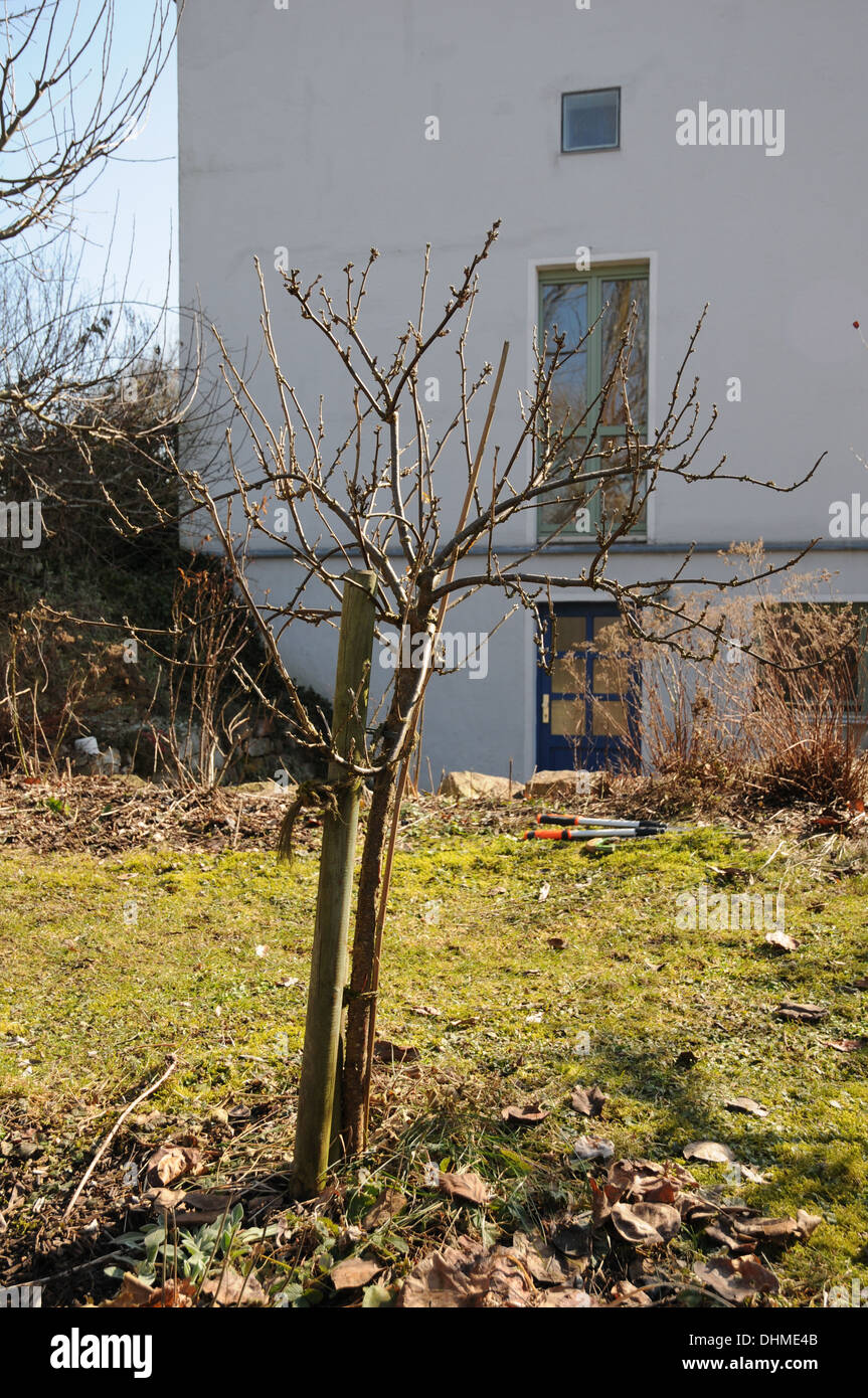 Thinning currants Stock Photo