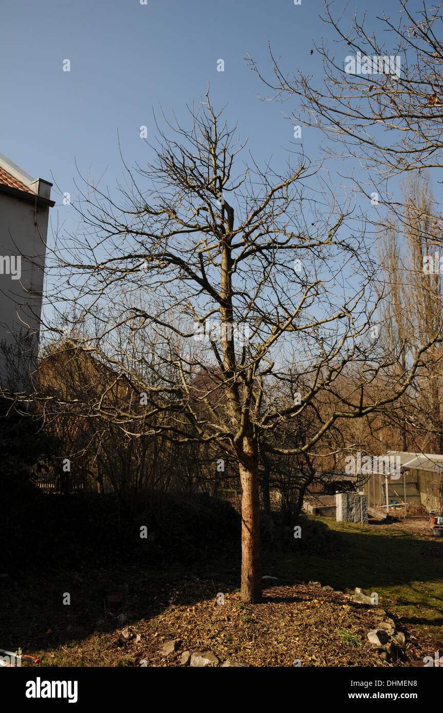 Appletree after pruning Stock Photo