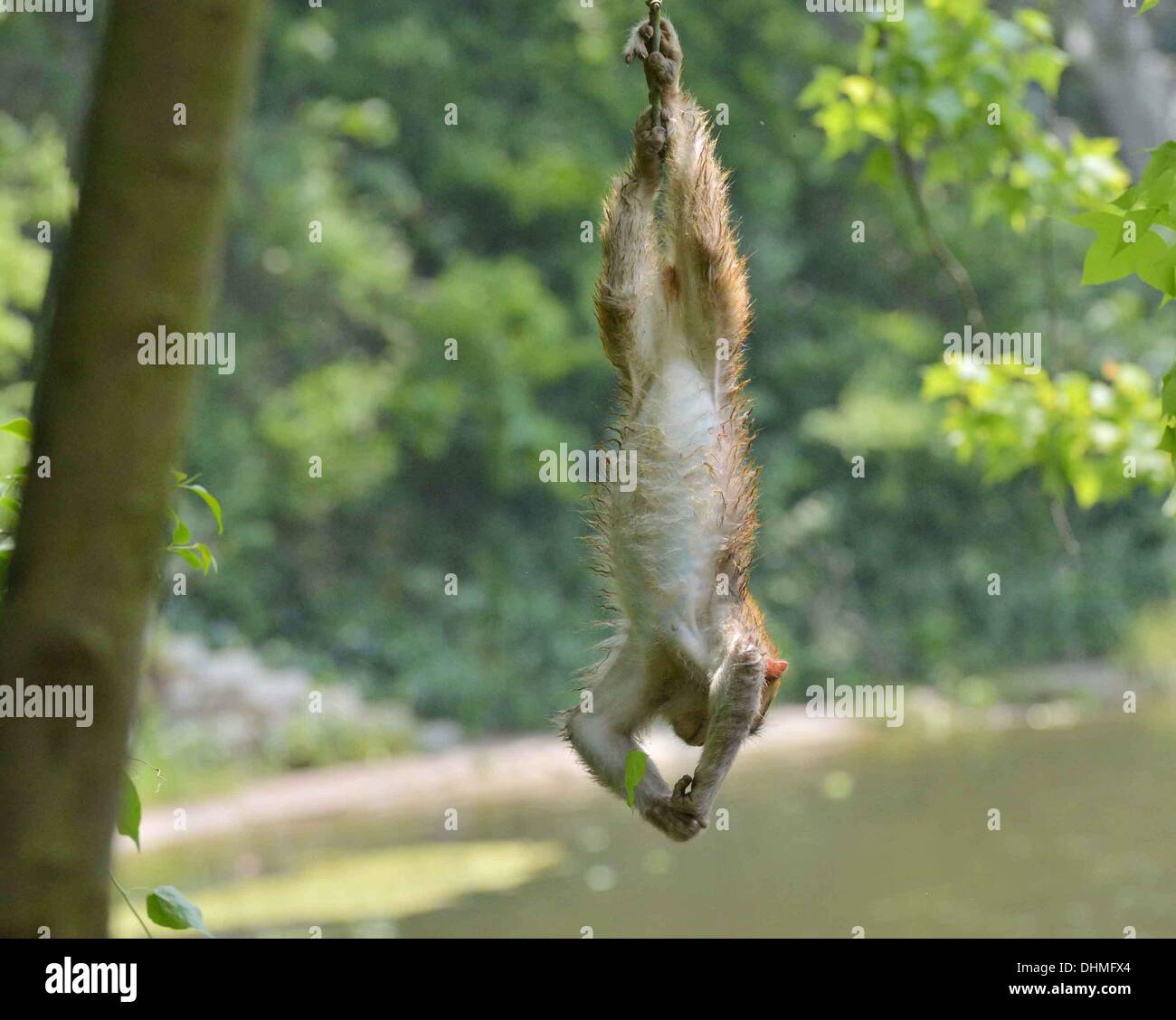 Monkey Swimmers A group of monkeys cool down in the heat by taking a ...