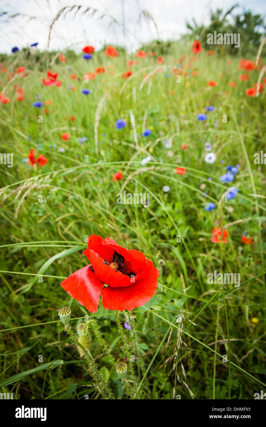 Wild red poppy in meadow of wild flowers in France Stock Photo