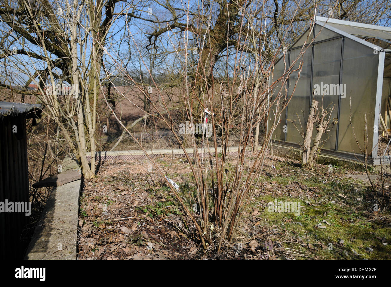 Red currant after thinning Stock Photo