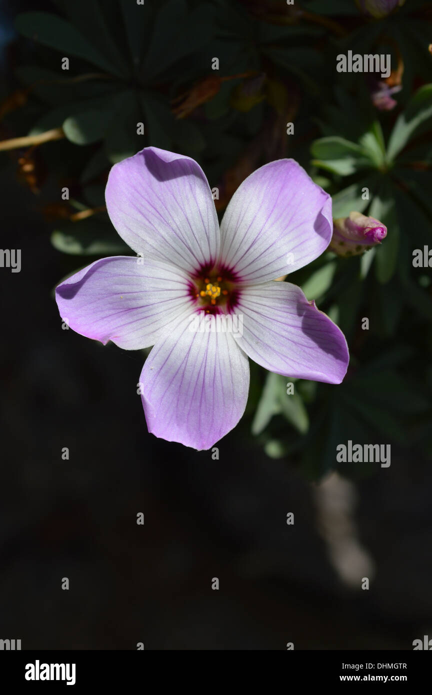 An Oxalis flower detailed in close up surrounded by tight pink buds