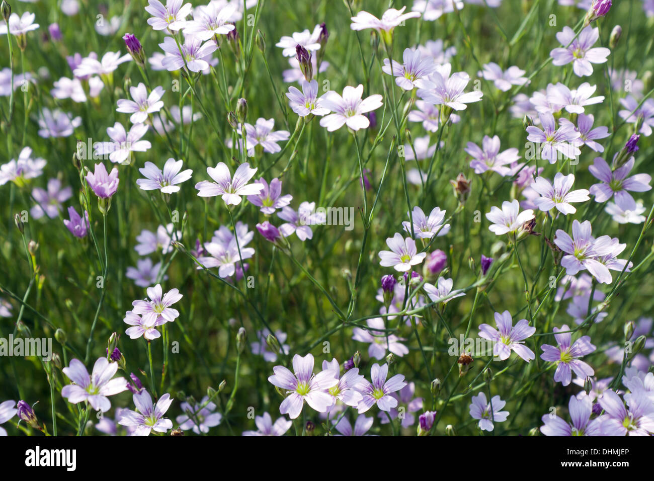 Petrorhagia saxifraga Stock Photo