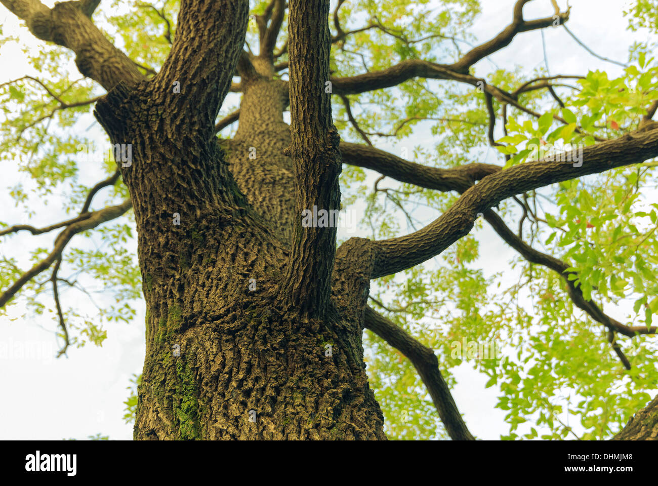 wide spreading camphor tree fragment in Japanese park by spring time Stock Photo