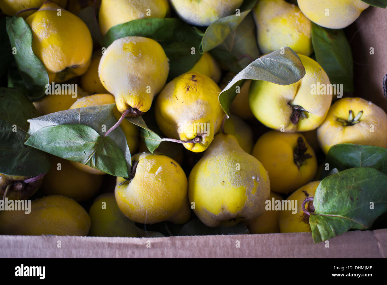 Box of harvested quince fruit ready for processing into jelly Stock Photo