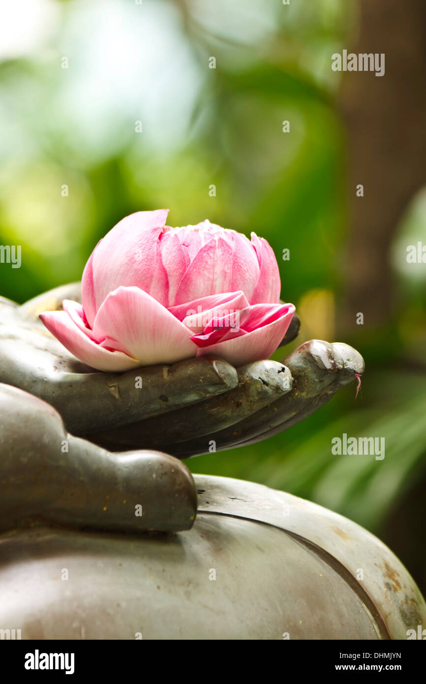 pink lotus in hand Stock Photo