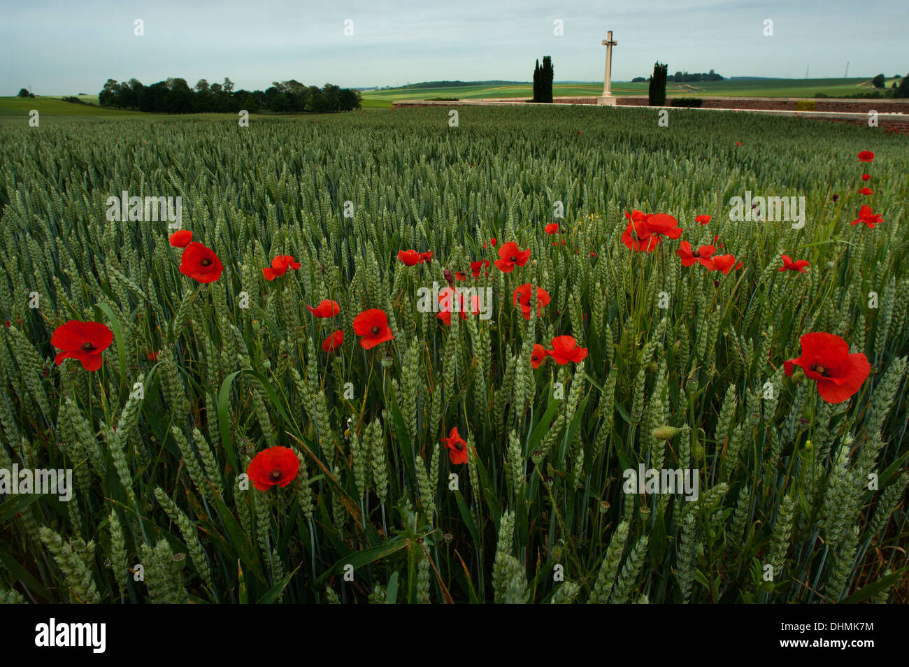 Poppies grow near Rancourt Military cemetery on the Somme Battlefield,France. Rancourt, Somme Department, Picardie, France Stock Photo