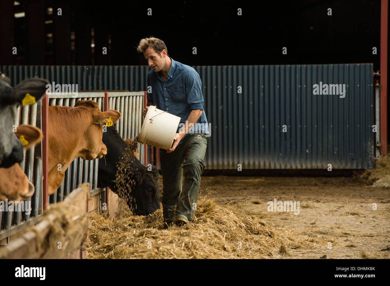 ifan-davies-farm-worker-feeding-the-beef-cattle-livestock-on-a-farm