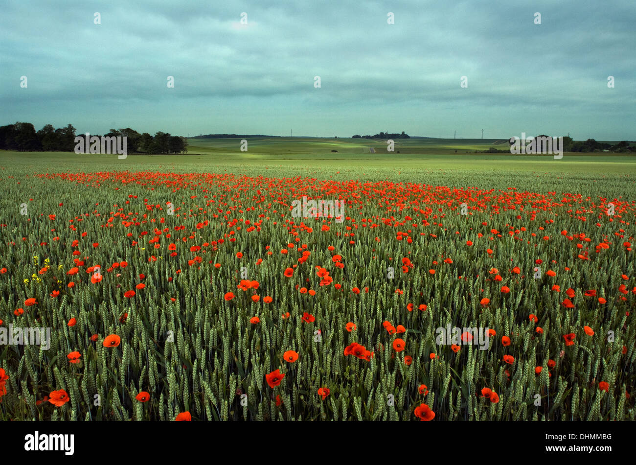 Poppies grow near Rancourt Military cemetery on the Somme Battlefield,France. Rancourt, Somme Department, Picardie, France Stock Photo