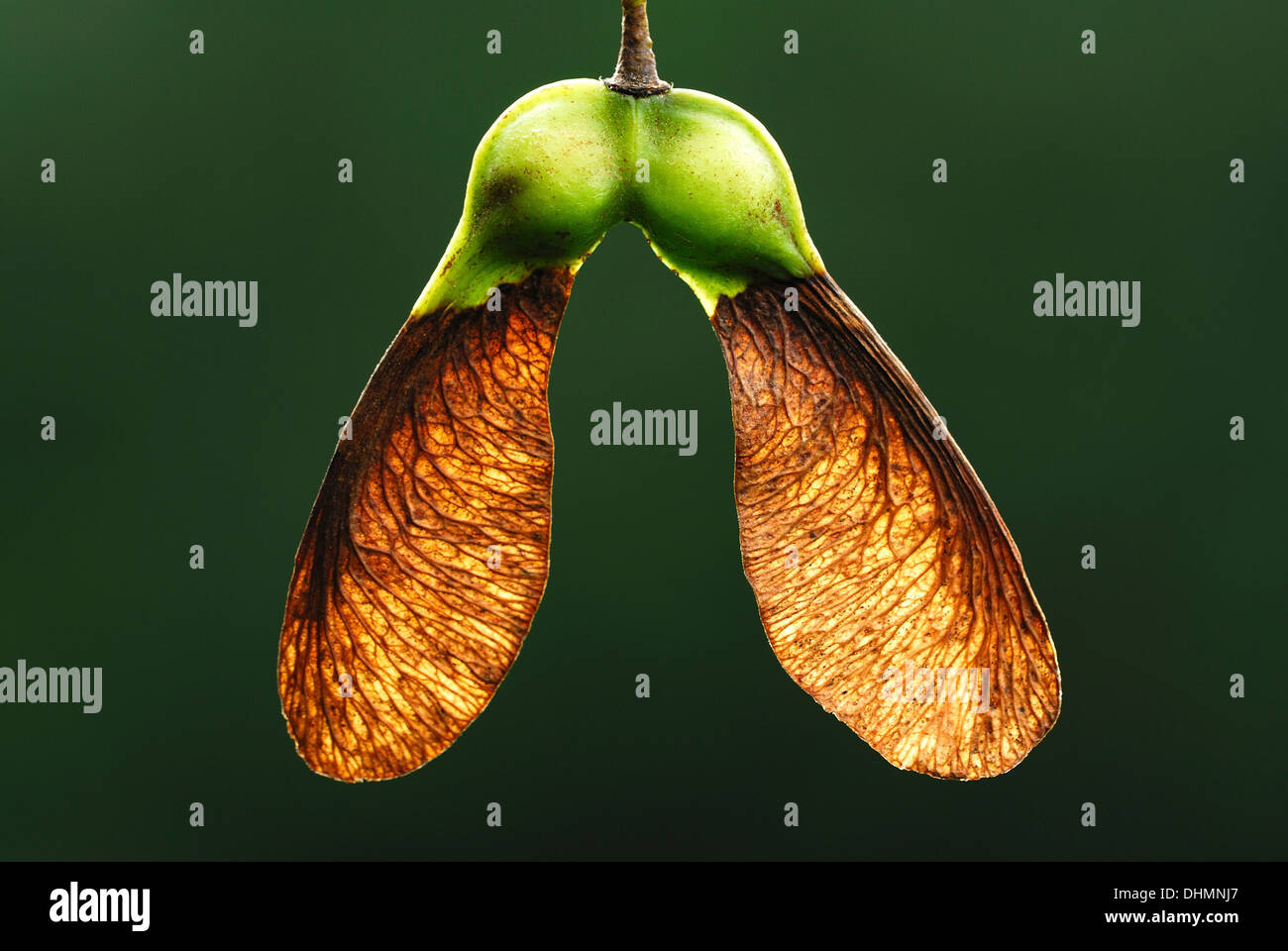 Sycamore Seeds Uk High Resolution Stock Photography And Images Alamy Sycamore Seeds Uk High Resolution Stock Photography And Images Alamy