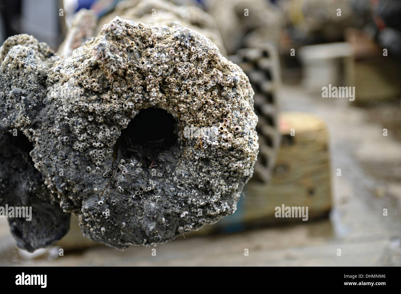 A close up of a barnacle covered cannons recovered from the wreck of the Queen Anne's Revenge October 28, 2013 in Beaufort Inlet, NC. The Queen Anne's Revenge was the ship of the pirate Edward Teach, better known as Blackbeard. Stock Photo