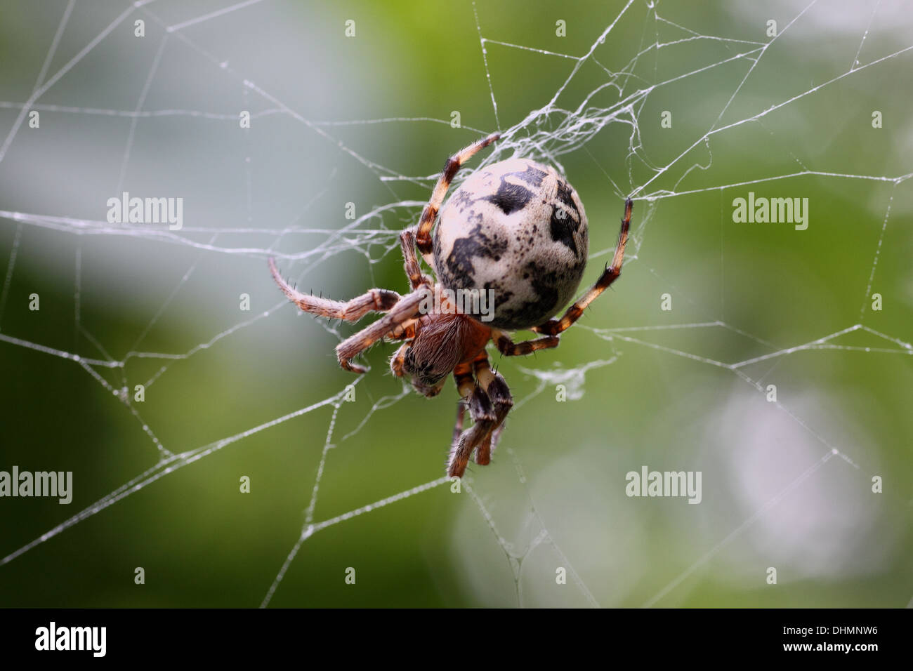 Cross spider in its web Stock Photo - Alamy