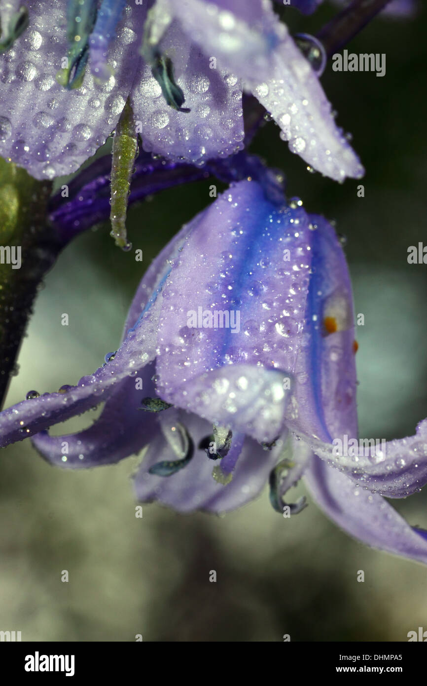 Rain bells hires stock photography and images Alamy