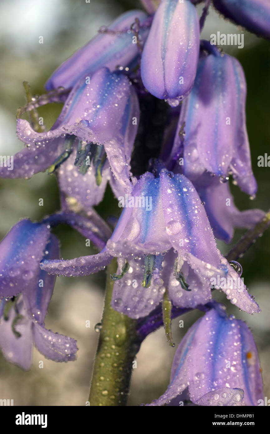 Rain bells hires stock photography and images Alamy
