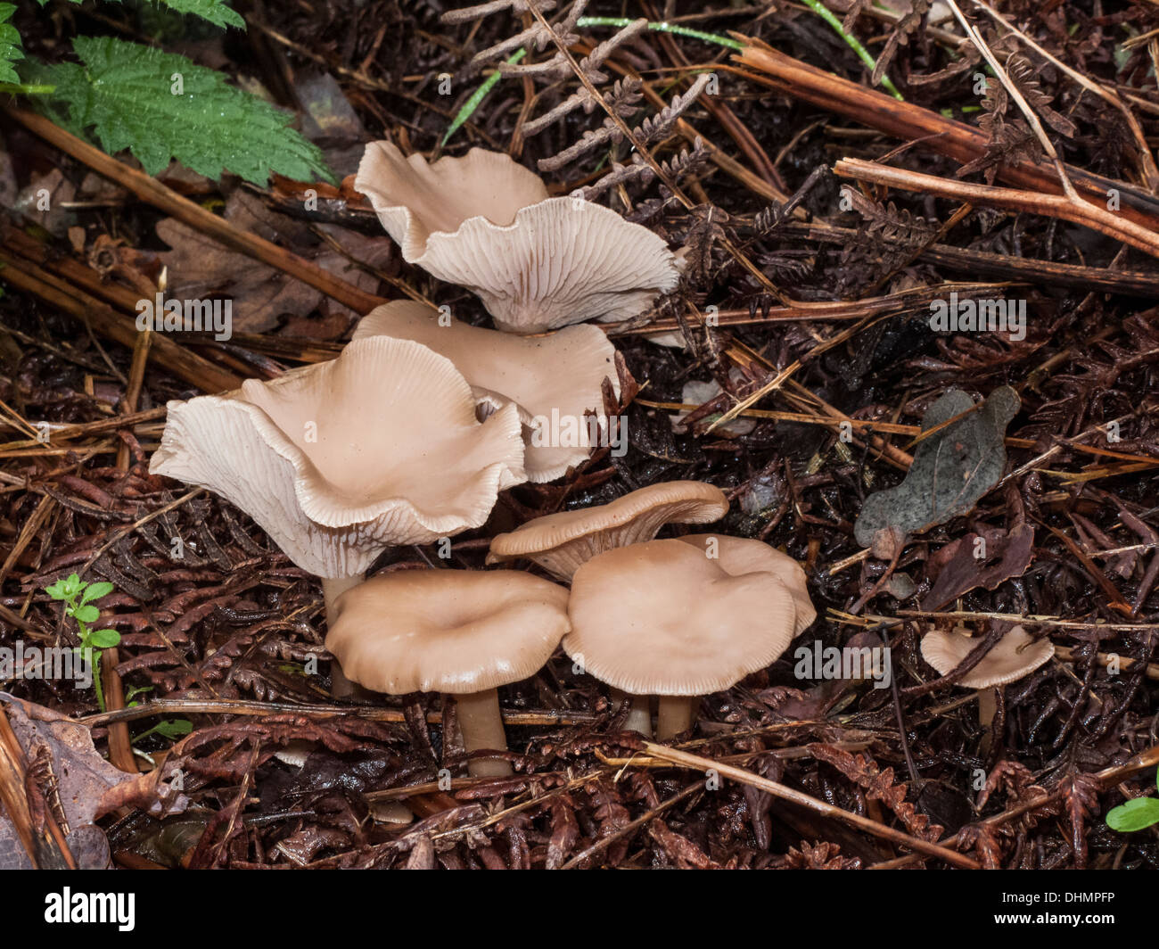 Common Funnel Clitocybe Gibba growing on Abel Heath Norfolk Stock Photo
