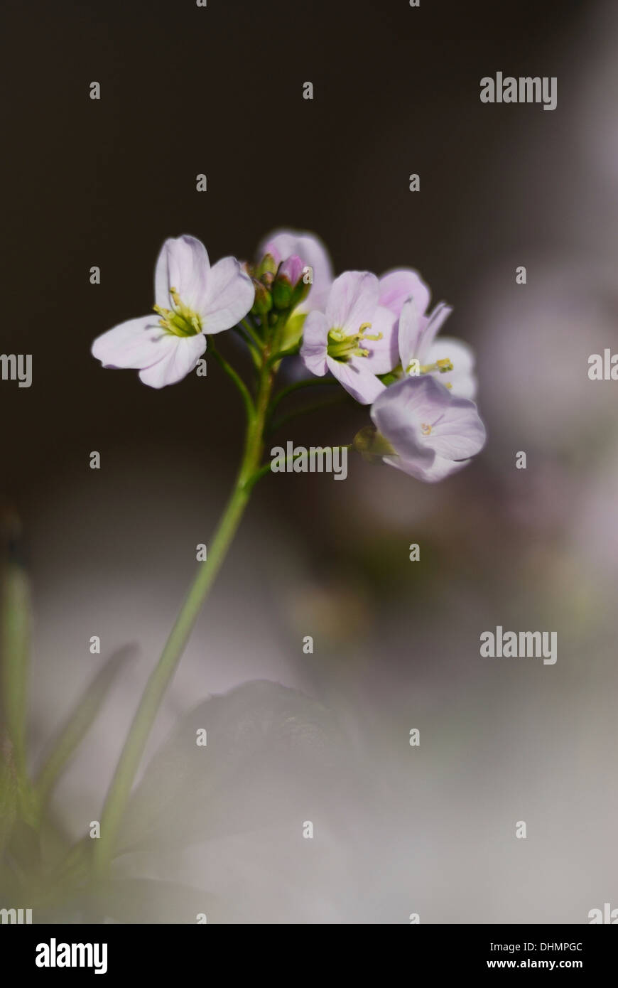 A delicate lady's smock or cuckoo flower UK Stock Photo