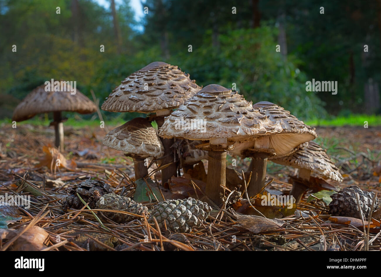 A group of Shaggy Parasol mushrooms amid fir cones and pine needles, an Autumnal scene. Stock Photo