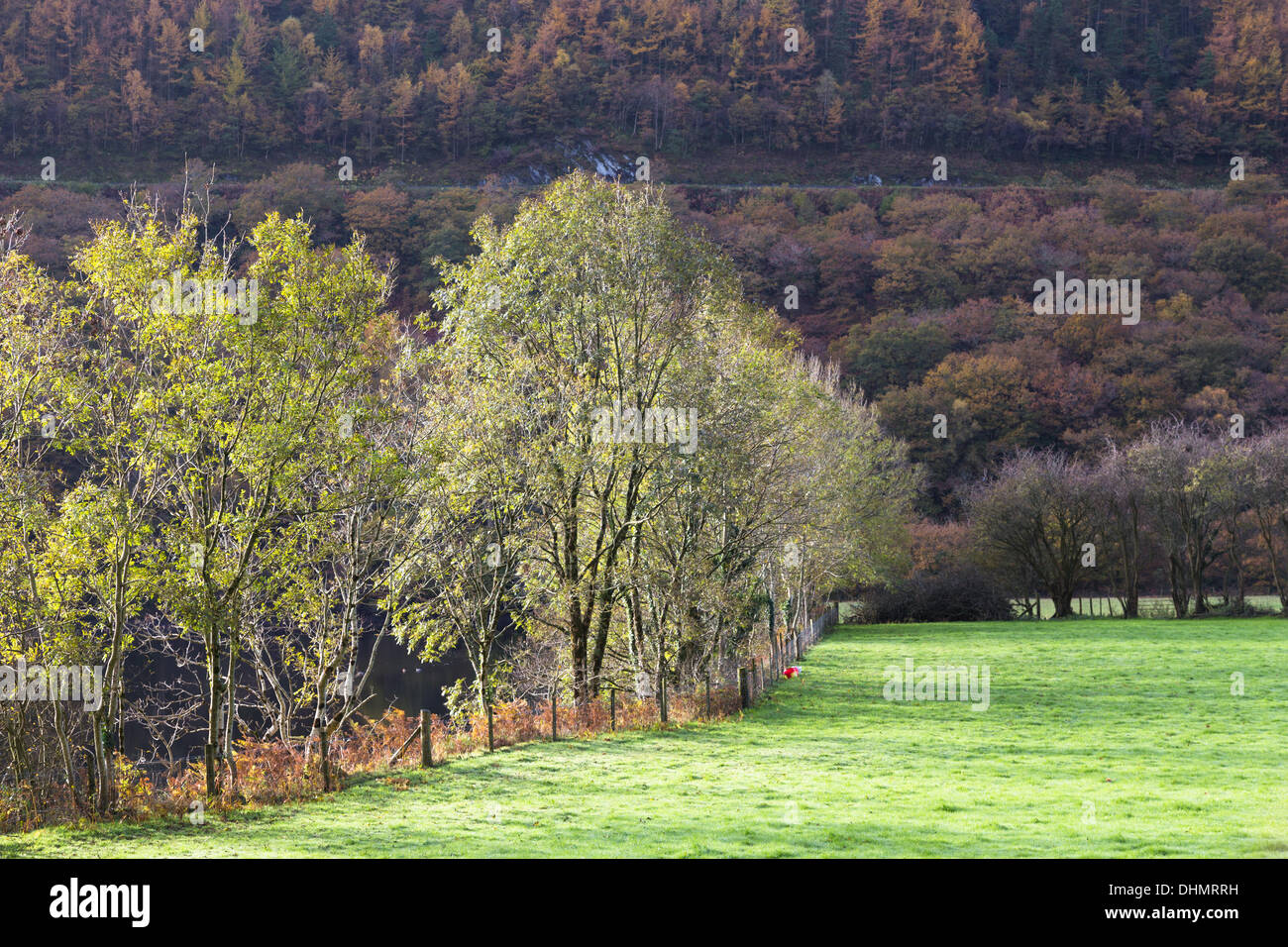 13 November, 2013, Cwmrheidol, mid Wales, UK. Autumn colours in the Rheidol Valley, near Aberystwyth, mid Wales. The Vale of Rheidol Railway line cuts through the trees in the background. Stock Photo