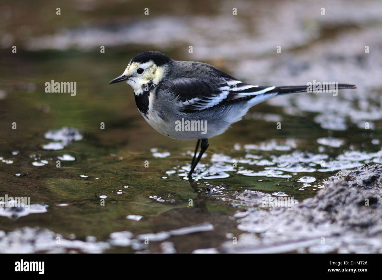 Pied wagtail hi-res stock photography and images - Alamy