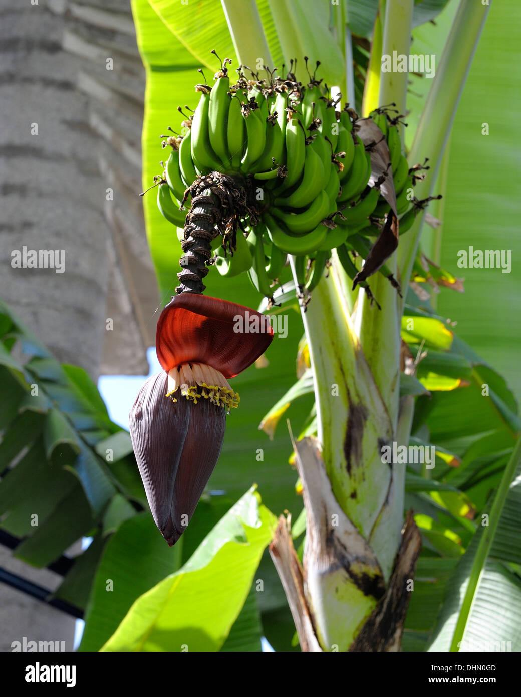 Banana plant with flower opening Stock Photo Alamy