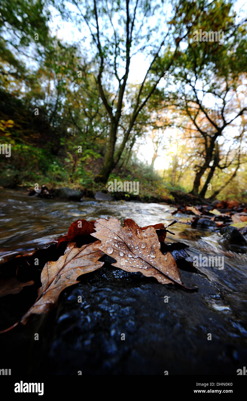 Autumnal scenes in Smithill's Hall woods, Bolton. Picture by Paul Heyes, Wednesday November 13, 2013. Stock Photo