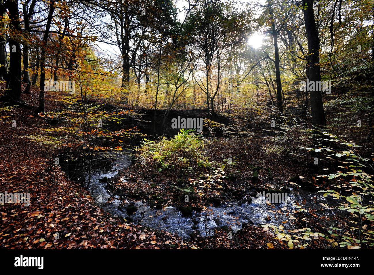 Autumnal scenes in Smithill's Hall woods, Bolton. Picture by Paul Heyes, Wednesday November 13, 2013. Stock Photo