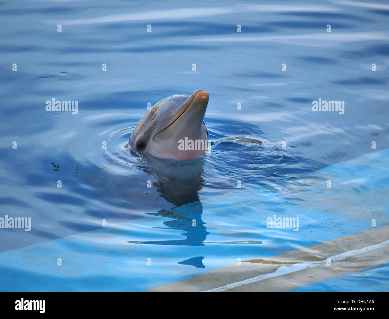 dolphin swiming in the pool  Stock Photo