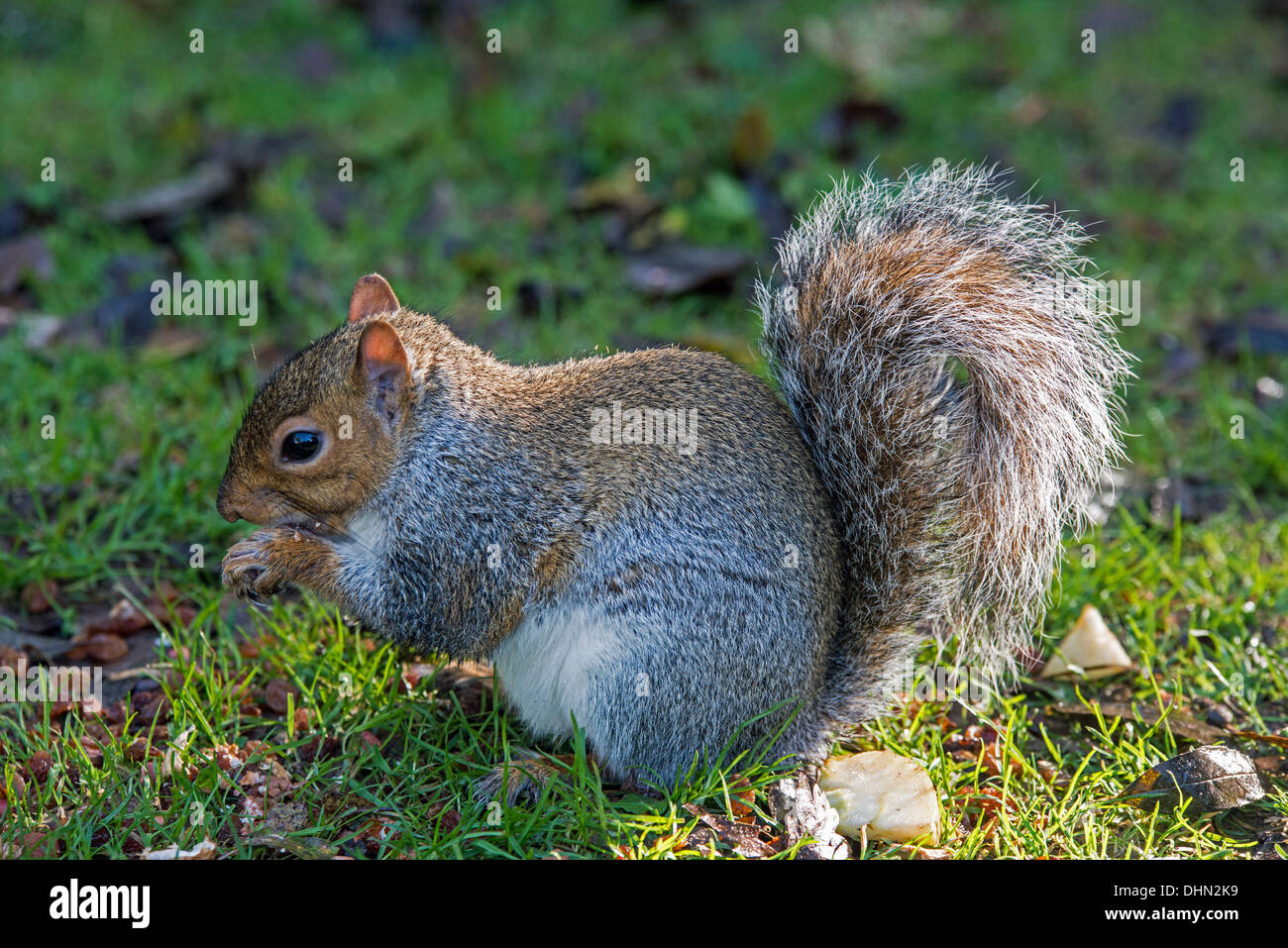 Grey Squirrel close up on the ground, eating Stock Photo
