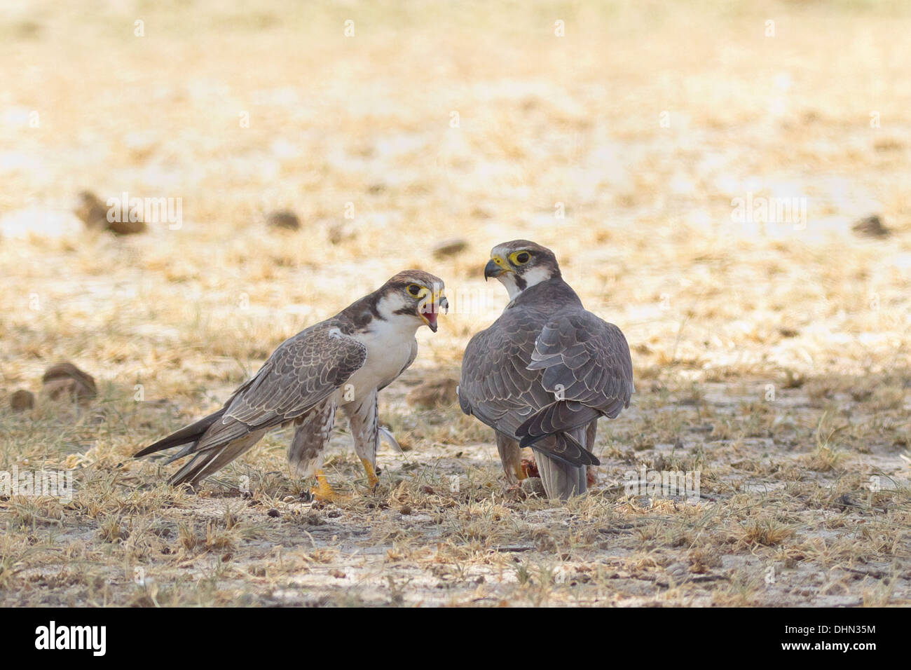 Laggar Falcon (Falco jugger) feeding Stock Photo Alamy
