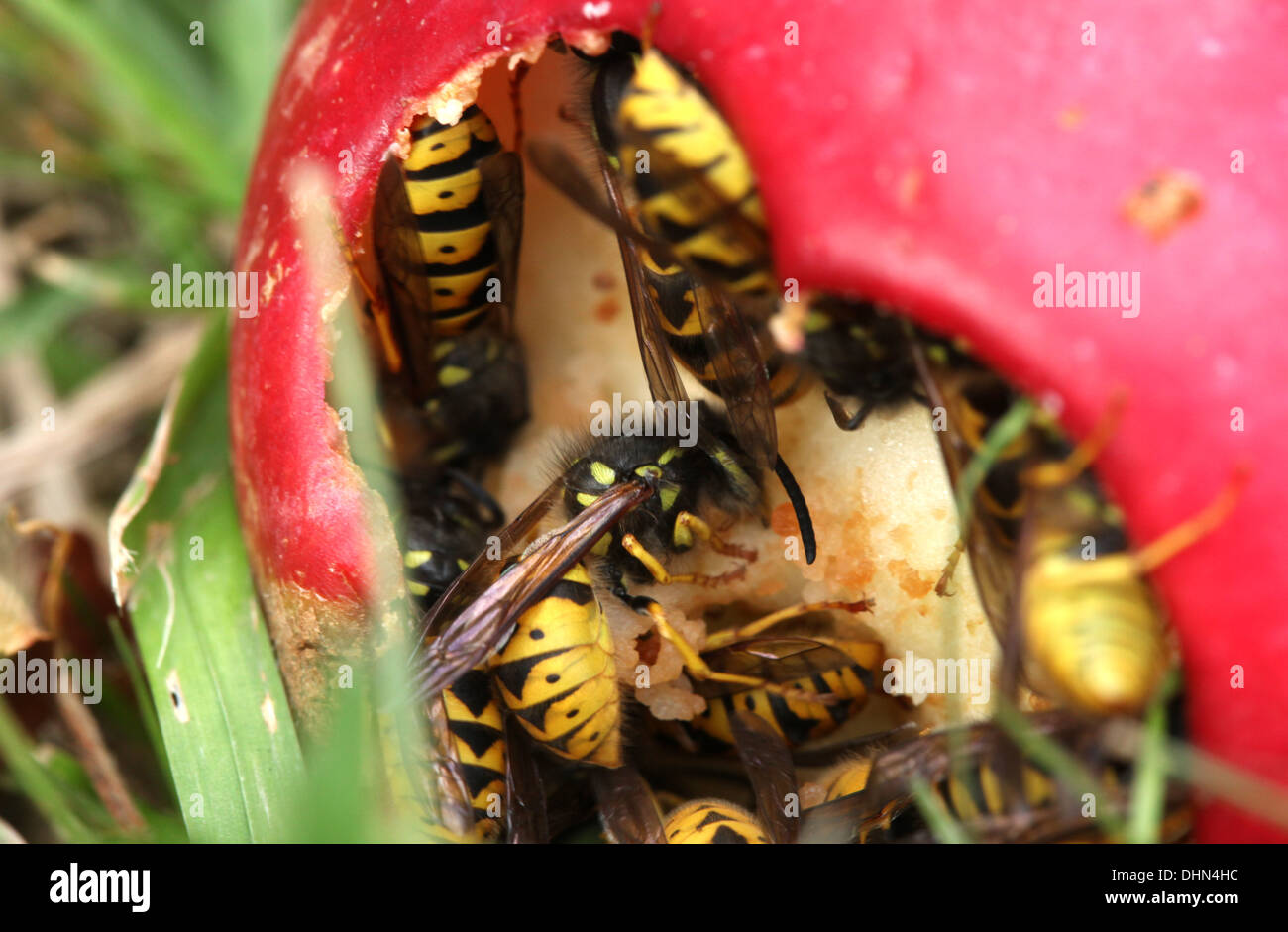 Wasps eating apple Stock Photo