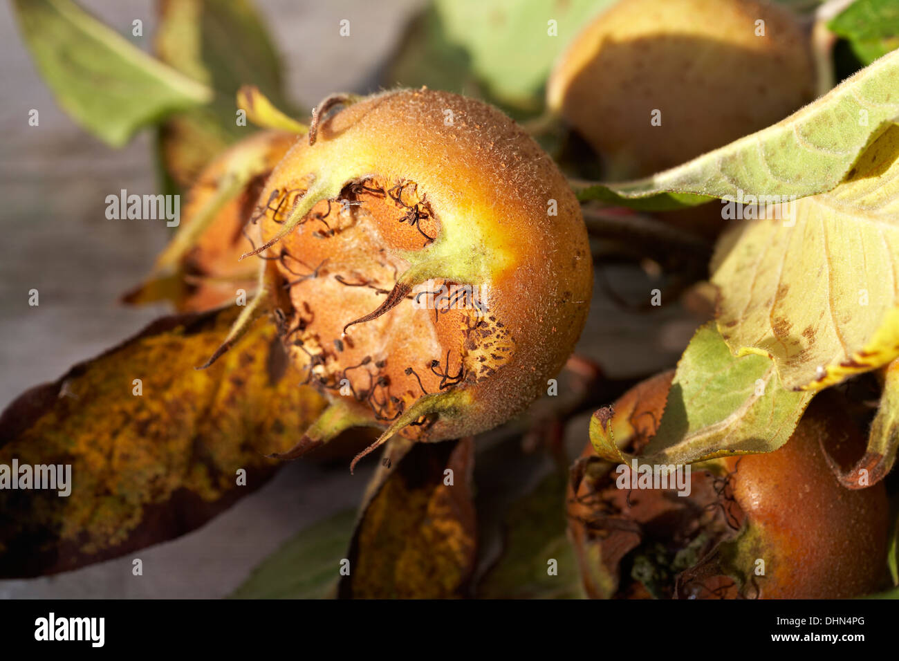 Medlar Tree Fruit Mespilus Germanica Close Up Stock Photo