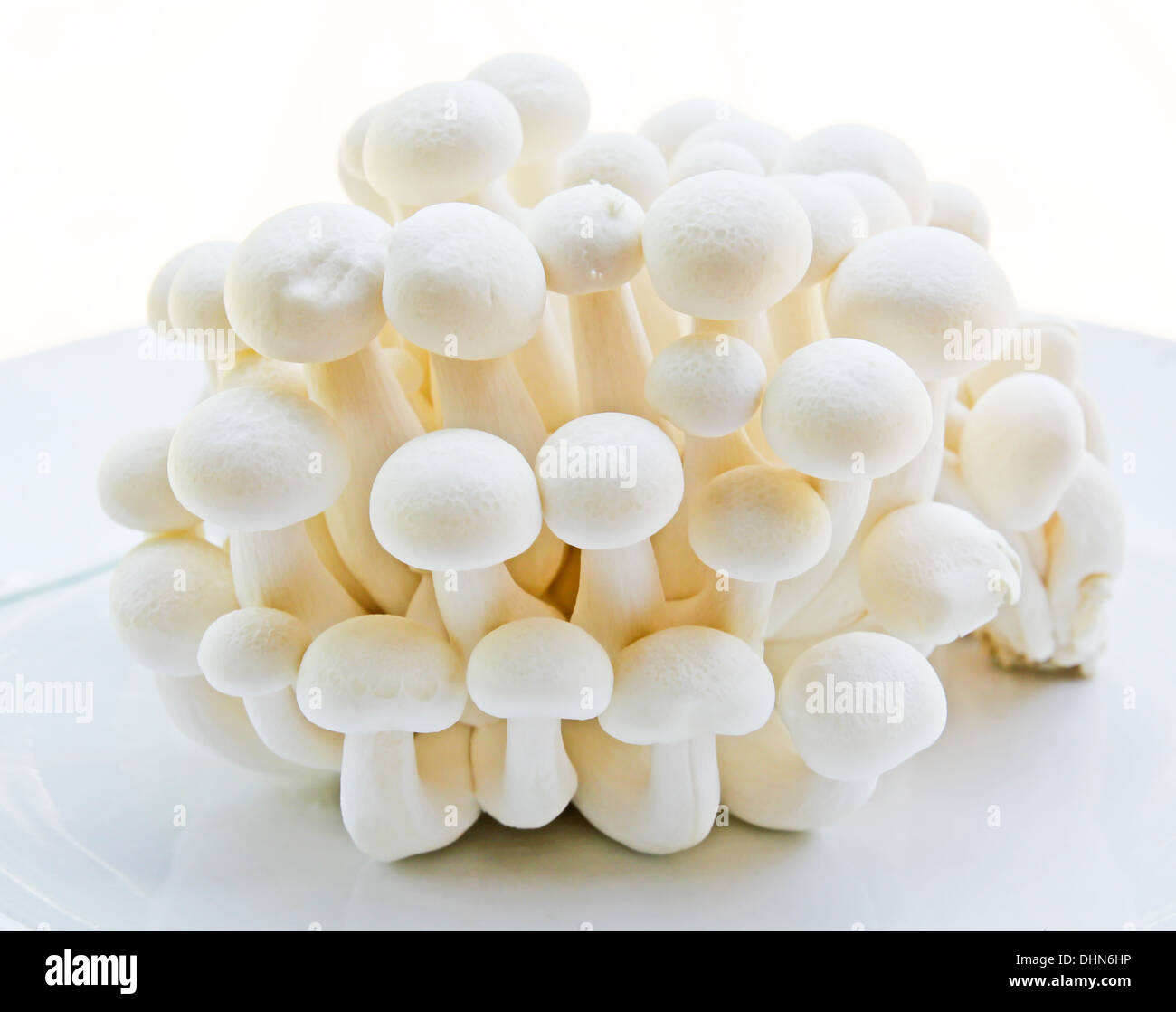 White Shimeji mushrooms Stock Photo Alamy