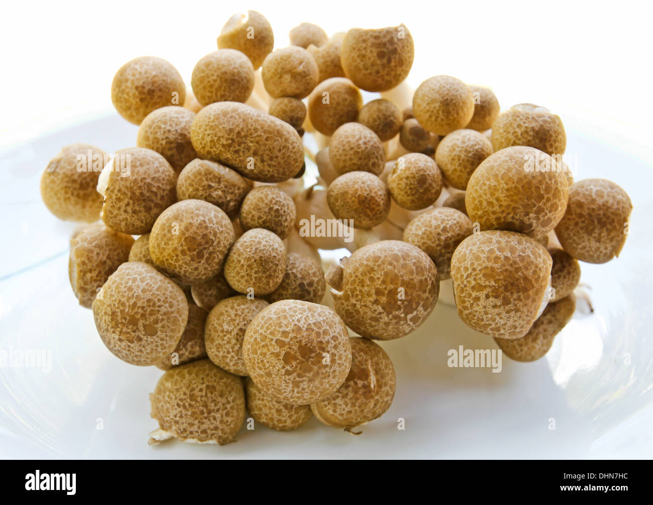 Brown beech mushrooms Stock Photo