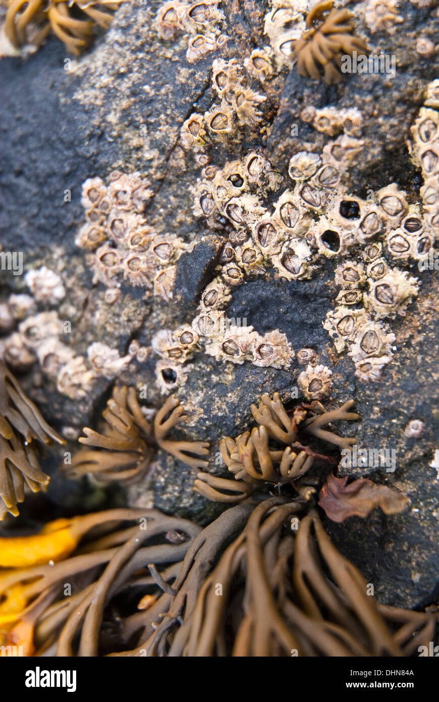 Barnacles on a dark rock at low  tide Stock Photo